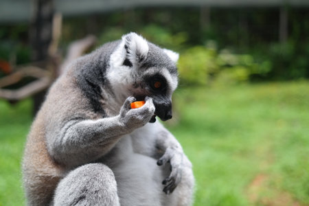 Ring-tailed lemur (Lemur catta) eating carrot