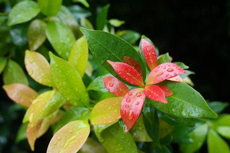 Red and green leaves with water droplets on it after rain.の写真素材