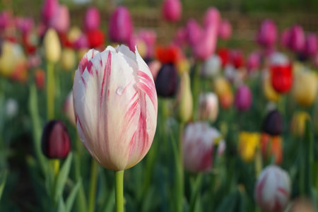 Colorful tulip flowers bloom in the spring in the garden.