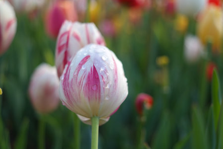 Tulip flower in the garden with rain drop on the petals.の写真素材