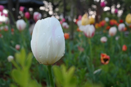 White tulips and colorful tulips blooming in the garden.の写真素材