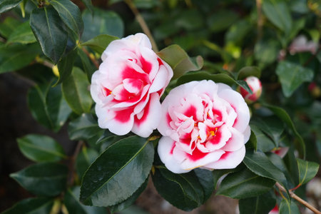 Western camellia flowers of unusual white and red colorの写真素材