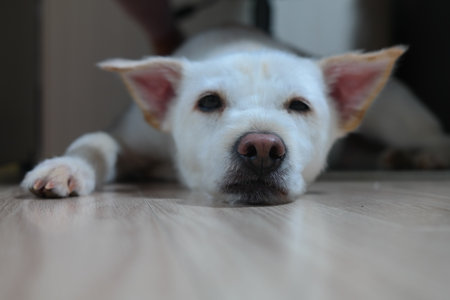 White puppy lying on the living room floor