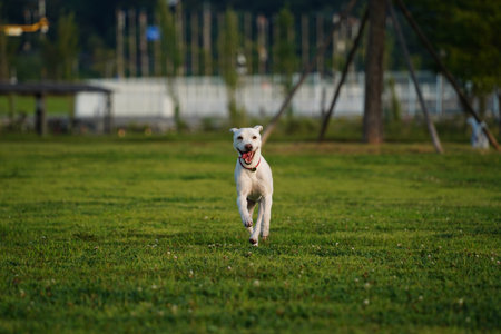 White dog running in the grass at the park. Selective focus.の写真素材
