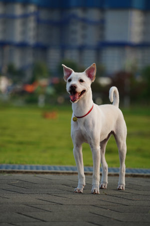 Portrait of a white dog on the backgroundの写真素材