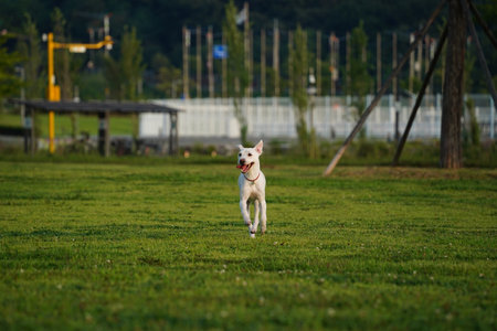 White dog running on the green grass in the park.の写真素材