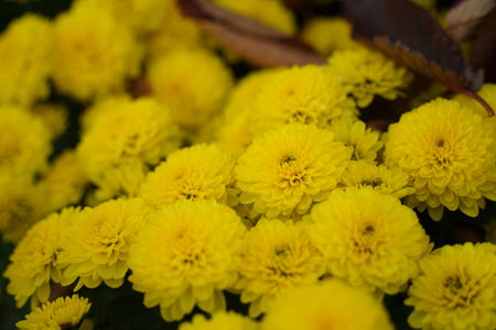 Yellow chrysanthemum flowers on a background of autumn leaves