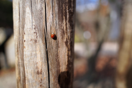 ladybug on the old wooden fence in the garden. macroの写真素材