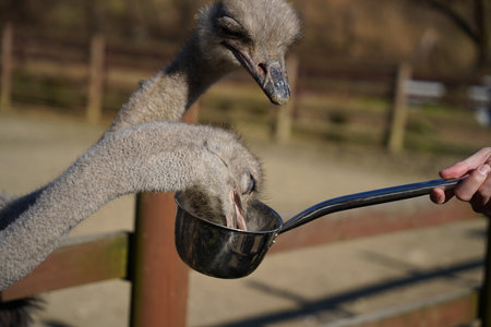 Ostrich in the paddock eating food from a ladleの写真素材
