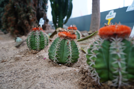 Unusually shaped cactus in the botanical garden