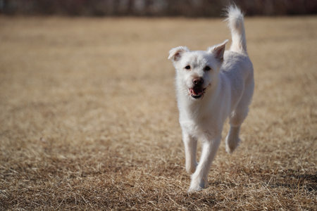 White dog playing on the grass in the park.