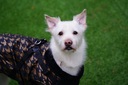 Portrait of a white dog on a green grass backgroundの写真素材