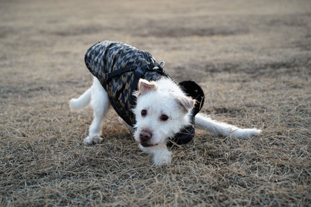 Jack Russell Terrier puppy on the grass in the parkの写真素材