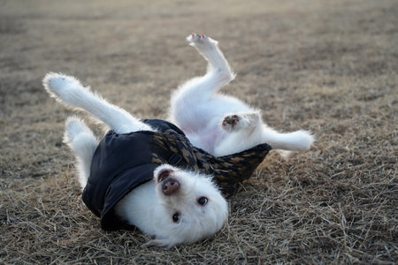 White dog in a black jacket on the grassの写真素材