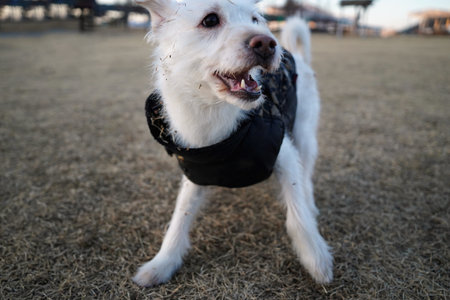 White dog in a black jacket standing on the grass.