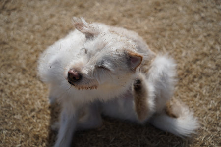 Cute dog in the farm. Selective focus. Animal.