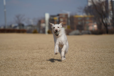 White Swiss Shepherd Dog running in the park. Selective focus.の写真素材
