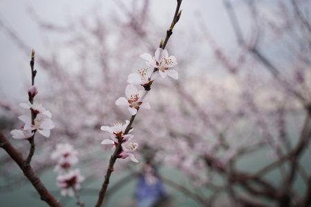 Closeup of Cherry Blossoms on a Branchの写真素材