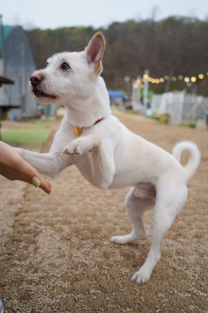Playful white dog standing on hind legs outdoors