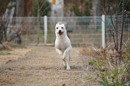Happy white dog running in nature