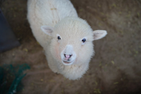 Close-Up of White Baby Alpaca Looking Up at a Farmの写真素材