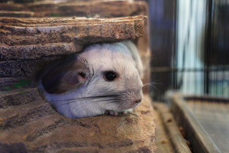 Close-Up of Chinchilla Peeking Out from a Rock Shelterの写真素材