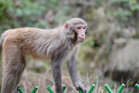Wild Monkey in Zhangjiajie National Park, Chinaの写真素材