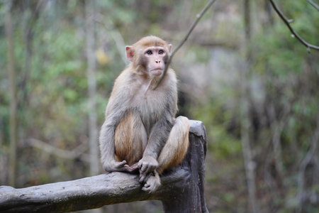Wild Monkey in Zhangjiajie National Park, Chinaの写真素材