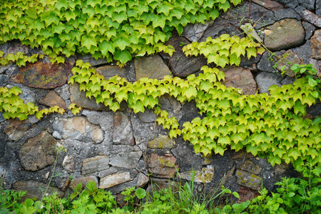Green ivy on a stone wall in the garden. Natural backgroundの写真素材