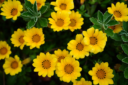 Bright yellow Gazania flowers blooming in a gardenの写真素材