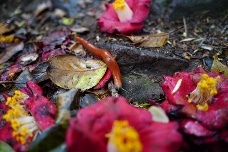 Slug on Fallen Camellia Flower Among Wet Leaves on Forest Floorの写真素材