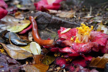 Slug on Fallen Camellia Flower Among Wet Leaves on Forest Floorの写真素材