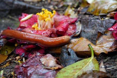 Slug on Fallen Camellia Flower Among Wet Leaves on Forest Floorの写真素材