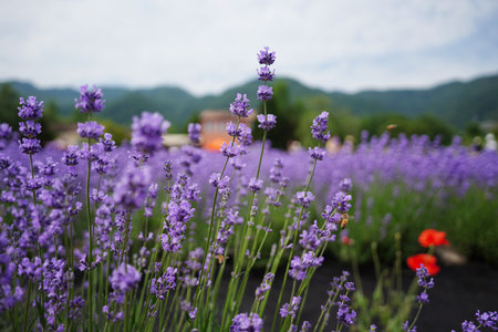 Lavender flowers blooming in the field, closeup of photoの写真素材