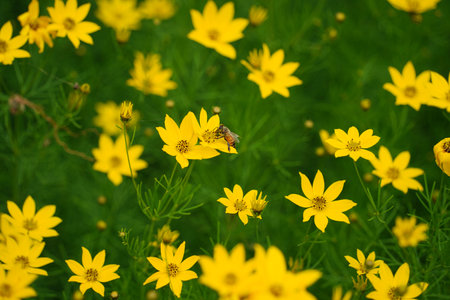 Field of Bright Yellow Coreopsis Flowers with a Bee - Beautiful Nature Background