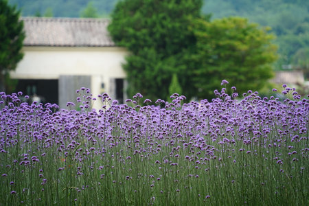 Purple lavender field in the summer with old house in the background