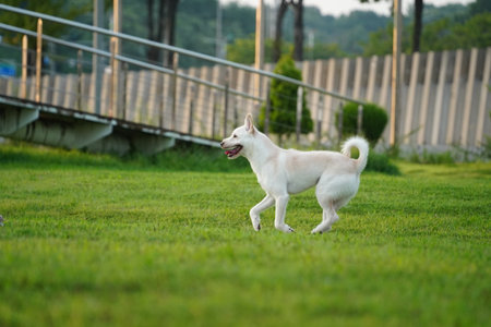 White dog running on the green grass in the park.