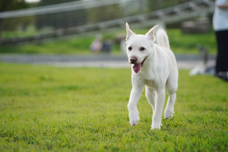 White dog running on the grass in the park in summer