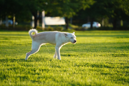 White Dog Urinating on Grass Field in Sunlightの写真素材
