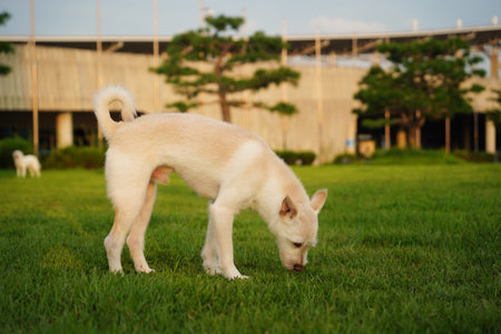 White puppy standing on green grass in the garden with blurred background.の写真素材