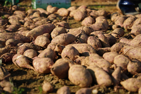 Freshly Harvested Sweet Potatoes Lying on the Groundの写真素材