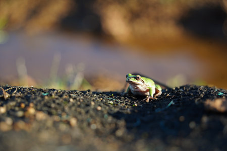 Small Green Frog Resting on Soilの写真素材