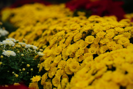 Yellow chrysanthemum flowers in the garden. Selective focus.