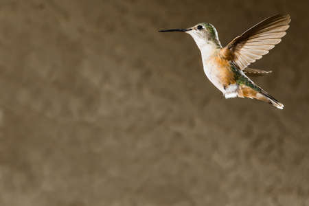 An image of a femal broad-tailed hummingbird hovering in flight with motion of wings frozen and very detailed feathers against an out-of-focus backgroundの写真素材