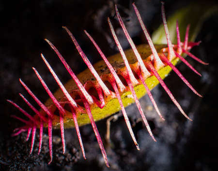 A closeup of a venus flytrap with its jaws closed after capturing its preyの写真素材