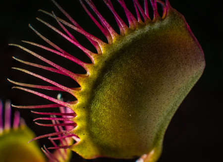 A closeup of a venus flytrap with its jaws closed after capturing its preyの写真素材