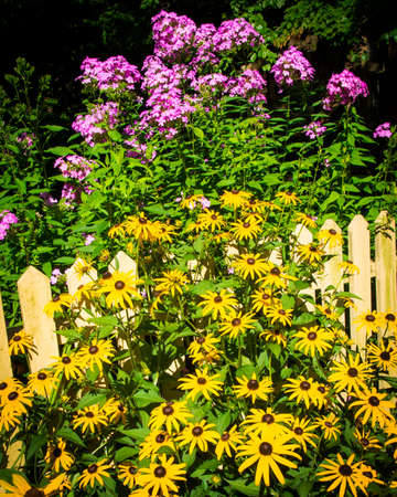 A yellow picket fence is surrounded by black eyed susan and phlox flowersの写真素材