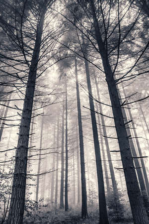 A black and white image of a pine forest trees encased in fogの写真素材