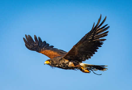 A Harris's Hawk, which is a bird of prey and used in falconry is in flight with wings spreadの写真素材