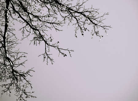 Branchesの写真素材